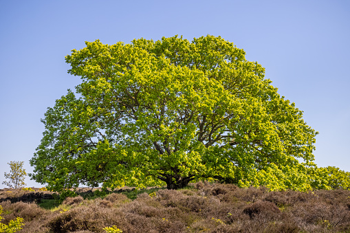The solitary oaks are a popular feature in the Danish landscape. This one is standing in a small heather in northern Zealand in a place called Dronningmølle and the picture is taken on one of the first days of summer