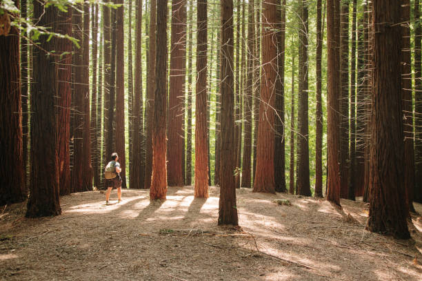 Man hiking in a forest A young man with a backpack hiking in a forest redwood tree stock pictures, royalty-free photos & images