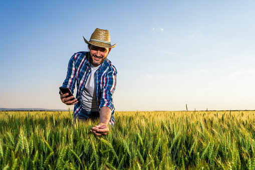Farmer is standing in his growing wheat field. He is examining crops after successful sowing.