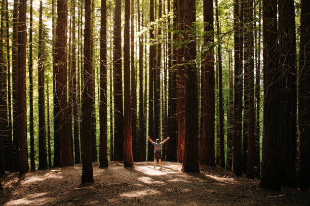 istock Man with arms raised in a forest 1322823084