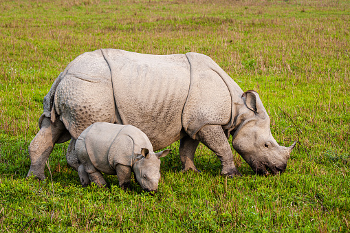 Greater one-horned Rhinoceros  mom and her calf graze on the grasslands of Kaziranga, India