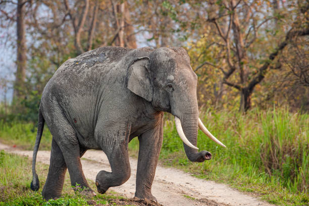 elefante asiático caminha pela grama longa no parque nacional kaziranga, índia - elefante asiático - fotografias e filmes do acervo