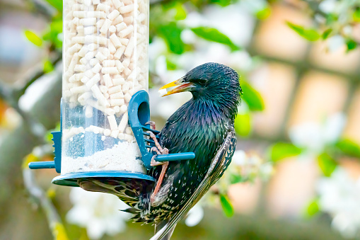 A starling with a suet pellet from a bird feeder in its mouth