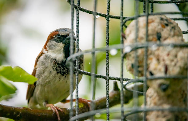istock House Sparrow on a bird feeder 1322824375