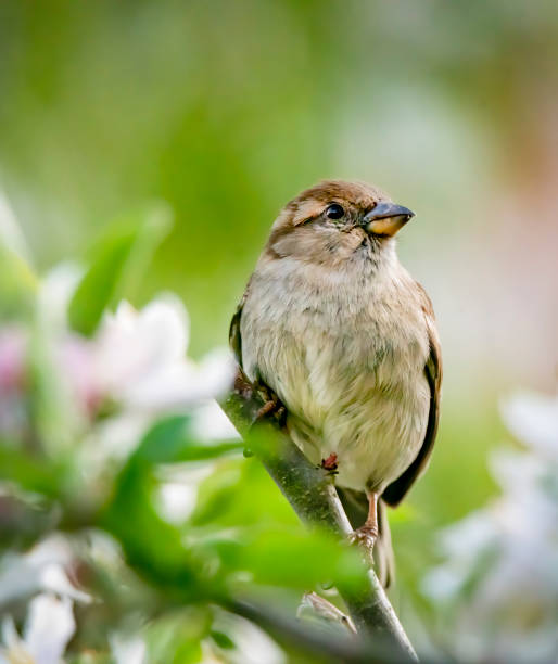 istock House Sparrow on a branch 1322824432