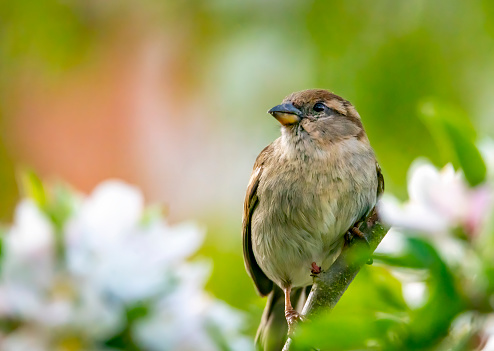 Female House Sparrow on a branch of an apple tree in bright morning sunlight.