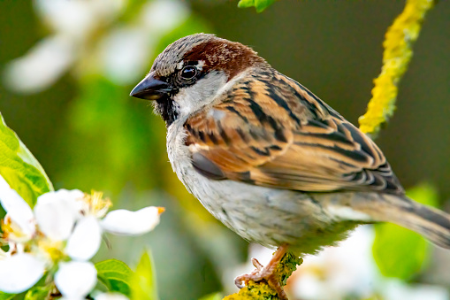 Eurasian Tree Sparrow resting on a branch in its habitat