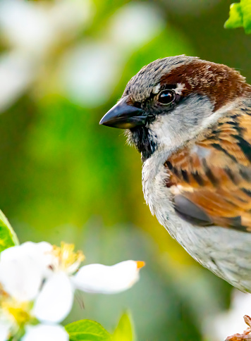 House Sparrow in an apple tree surrounded by apple blossom in bright morning sunlight.