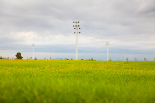 natural grass on the football field