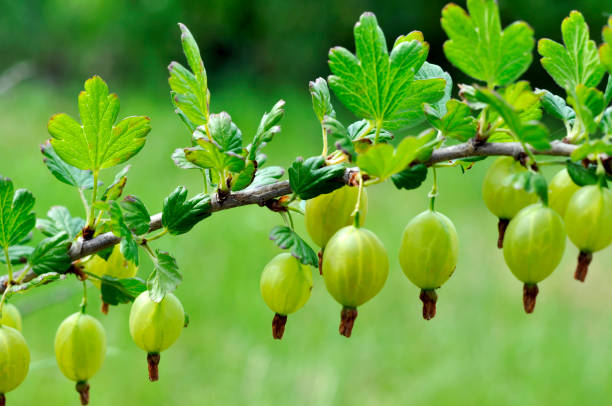 茂みの枝に緑のグースベリー - gooseberry fruit bush green ストックフォトと画像
