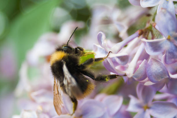 One bumblebee on lilac bush flower. Macro. Spring card.