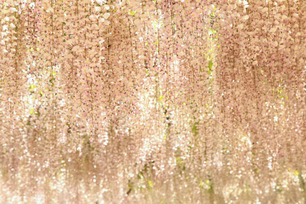 istock Pink wisteria in full bloom 1322826741