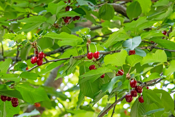 istock cherry tree with green leaves and cherry berries 1322828042