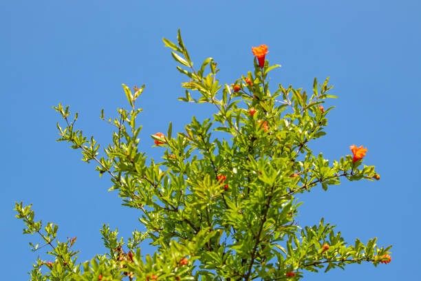 istock pomegranate tree and pomegranate flowers with green leaves 1322828795