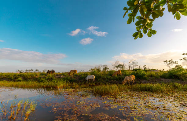 istock Grassy Landscape With Cows During Sunset In Suriname 1322829555