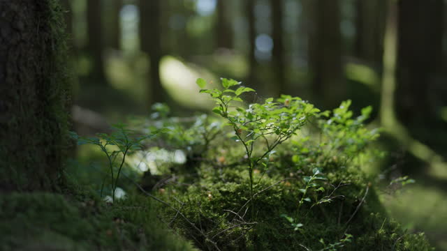 晴れた夏の日にスウェーデンの美しい静かな松林。