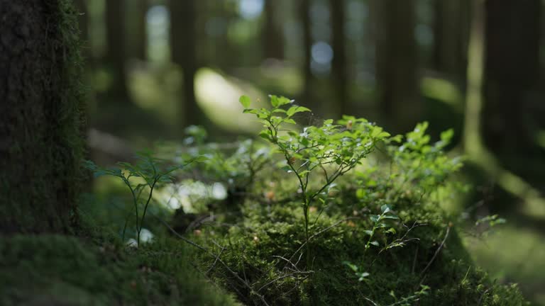 Blueberry plants moving in the wind