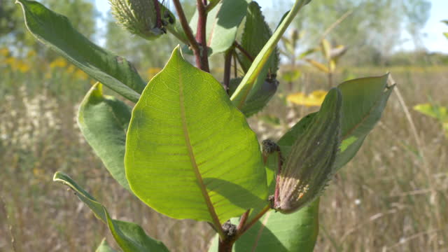 milkweed plant critical for caterpillars of monarch butterflies
