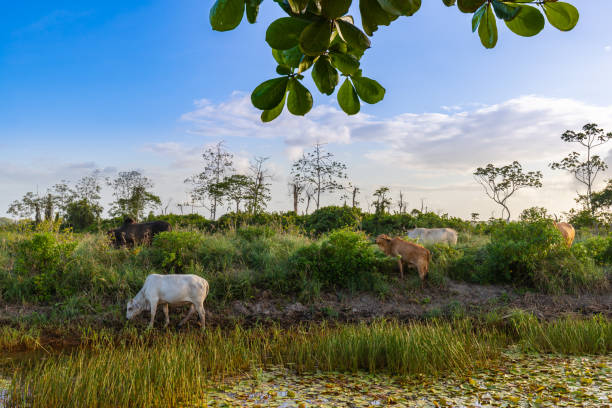 istock A White Cow Grazing Among Herd Along Canal In Paramaribo Suriname 1322831478