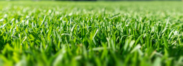 istock Close up of green lawn on a sunny day. Selective focus. 1322832209