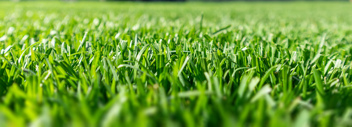 Close up of green lawn on a sunny day. Selective focus