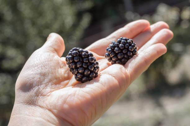 istock blackberry berries in hand 1322832552