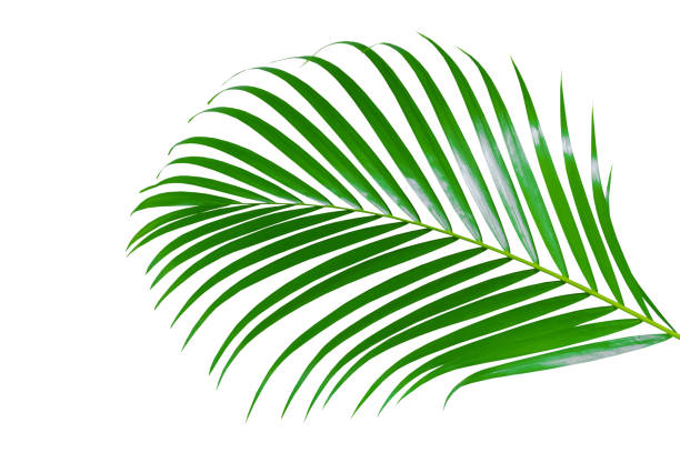 istock Green leaves of palm tree isolated on white background,clipping path. 1322832628