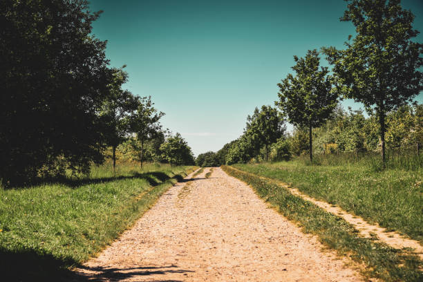 暑い夏の日に木々が並ぶ田舎�道の未舗装トラック - footpath wood horizon nature ストックフォトと画像