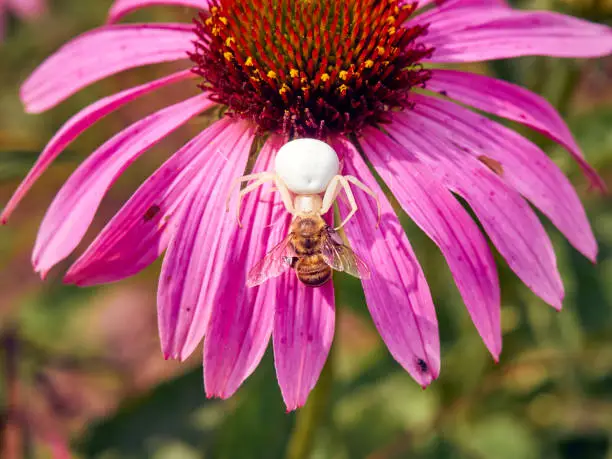 Photo of White widow spider caught a bee