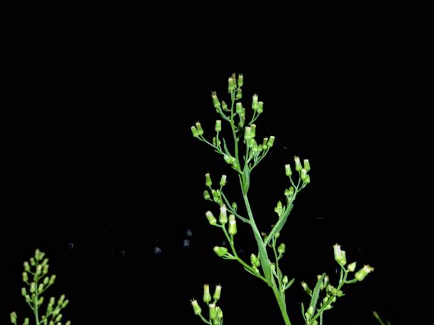 istock grass flower buds in the highlands 1322835841