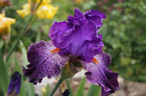 Purple iris with white and yellow undertones