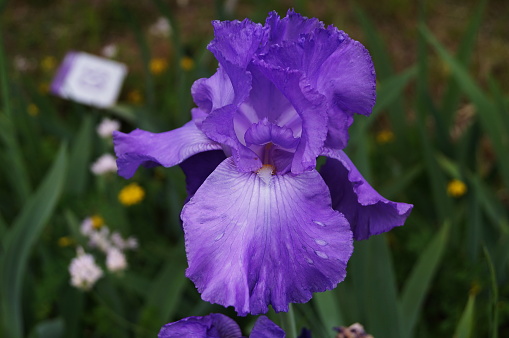 Purple iris with white undertones