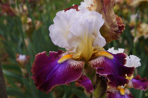 White and purple iris with yellow undertones