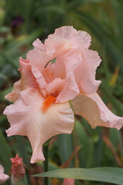 Pink iris with purple hues