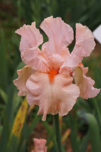 istock Pink iris with purple hues 1322836295