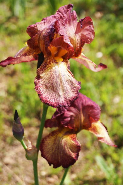 istock Purple iris with yellow shades and streaks 1322836364