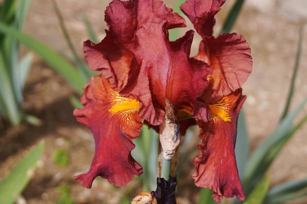 Red iris with purple hues