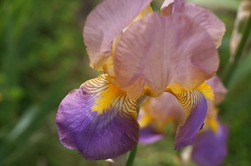 Pink iris with purple and yellow undertones