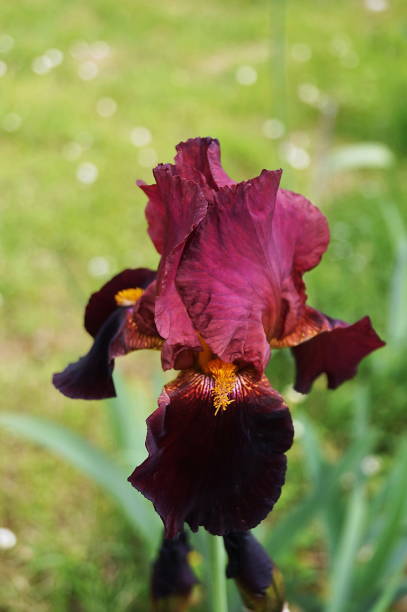 Red iris with purple hues