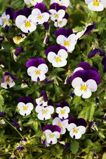 istock White and purple pansy flowers 1322836995