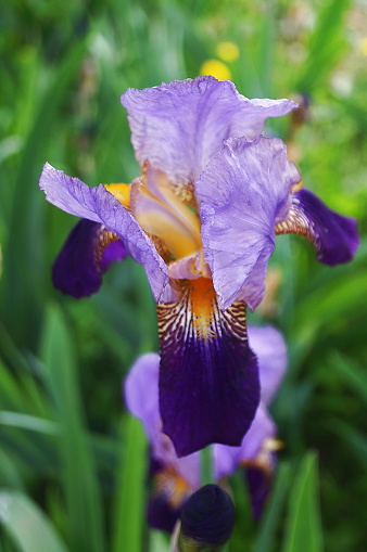 Light and dark purple iris with yellow undertones