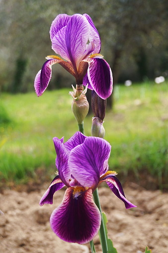Purple iris with white and yellow undertones