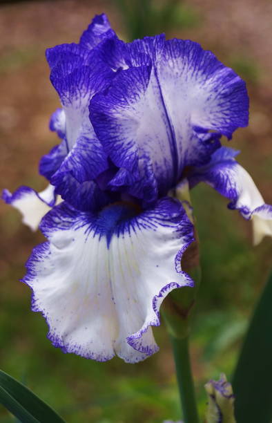 istock White and blue iris in a garden 1322837330