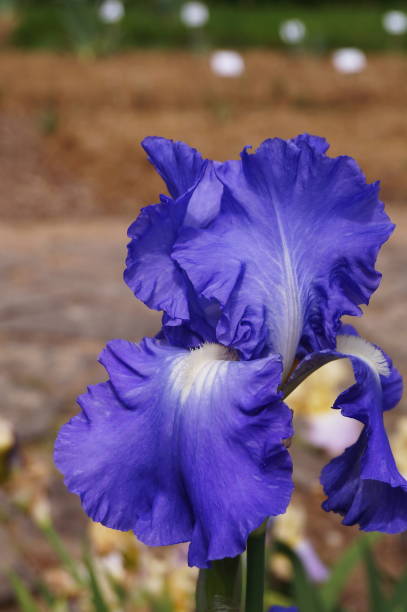 istock Heavenly iris in a garden 1322837398