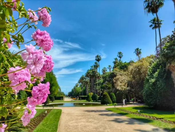 the beauty of the Hamma botanical garden in Algiers