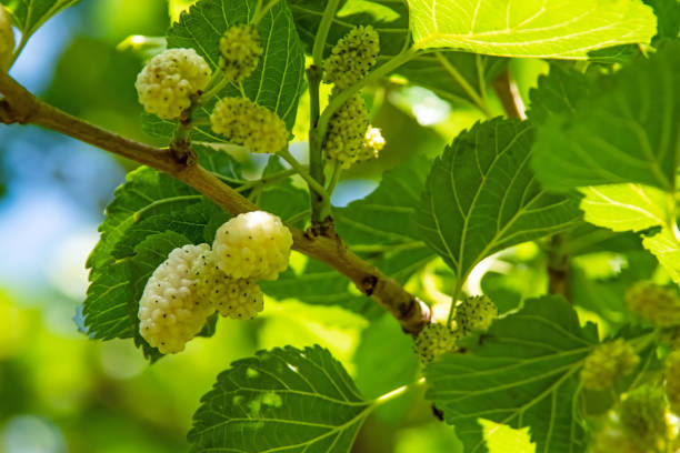 istock mulberry tree and mulberries with green leaves 1322837701
