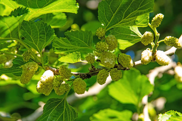 istock mulberry tree and mulberries with green leaves 1322838216