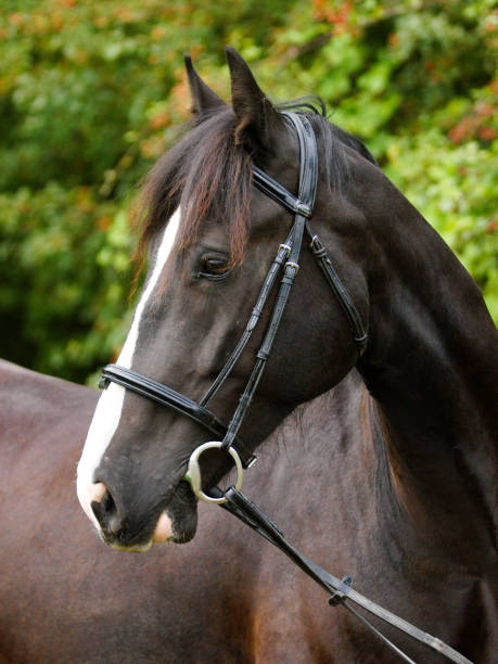 istock Beautiful Black Horse Head Shot 1322838253