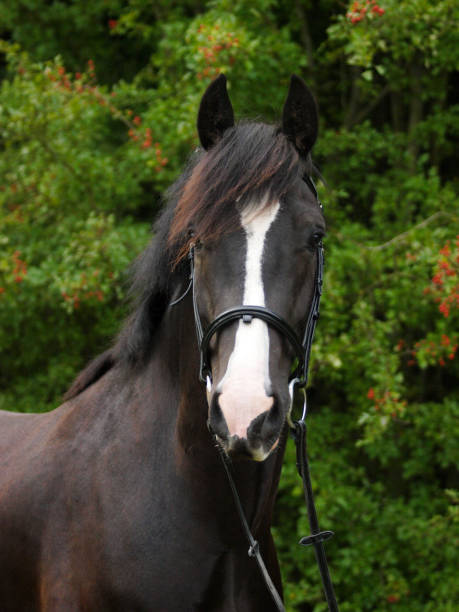 istock Beautiful Black Horse Head Shot 1322838267