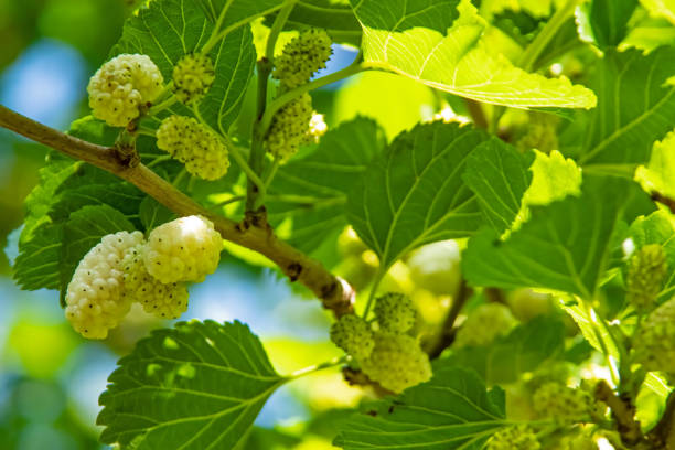 istock mulberry tree and mulberries with green leaves 1322838275